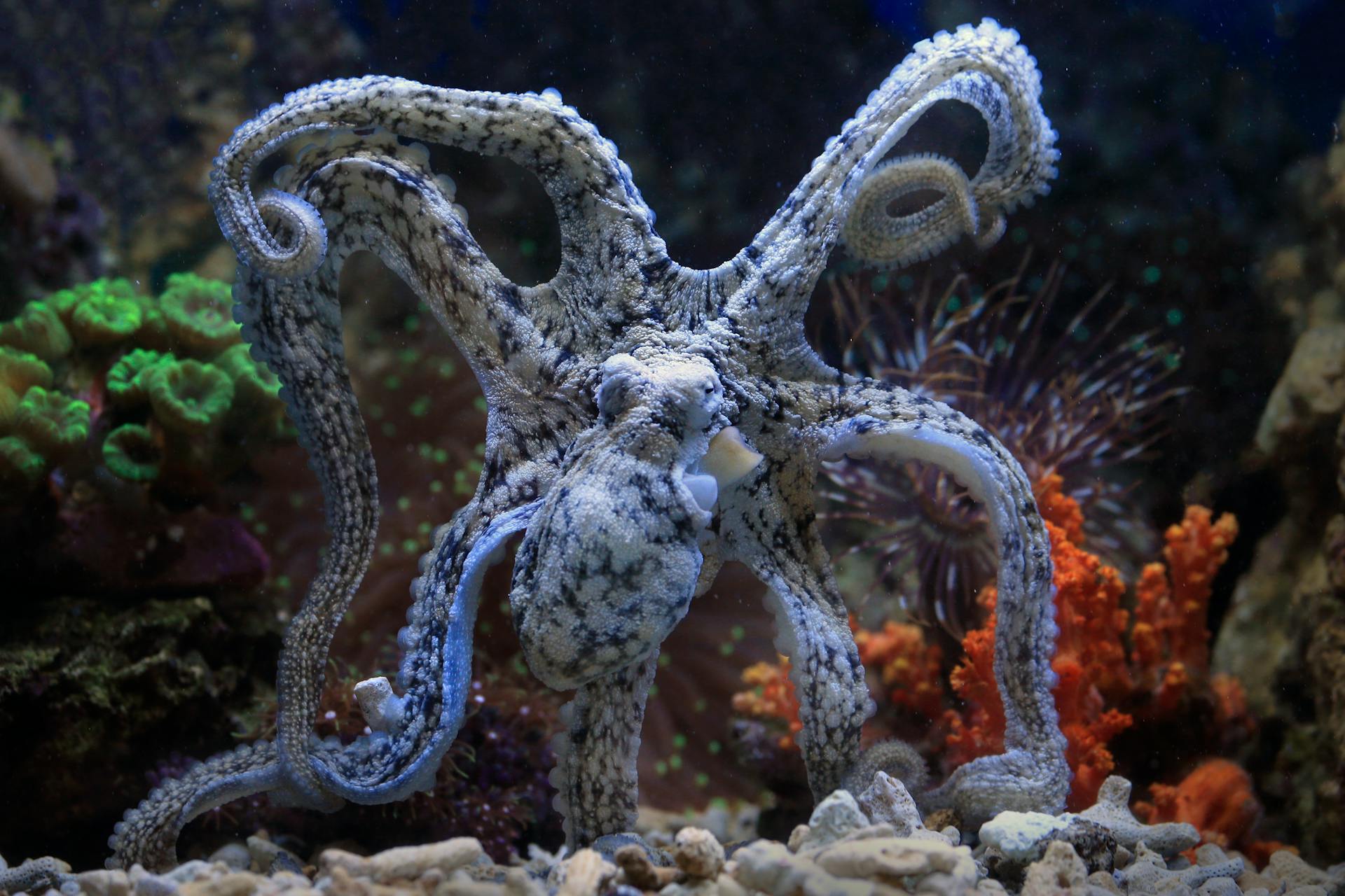 An octopus with a textured body and multiple extended arms among colorful coral in an aquarium setting.
